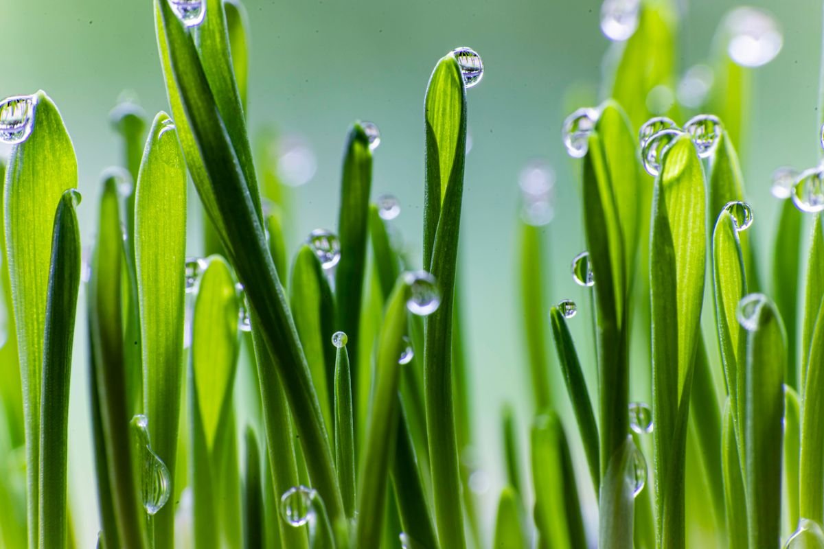 Close-up of turf blades with dew