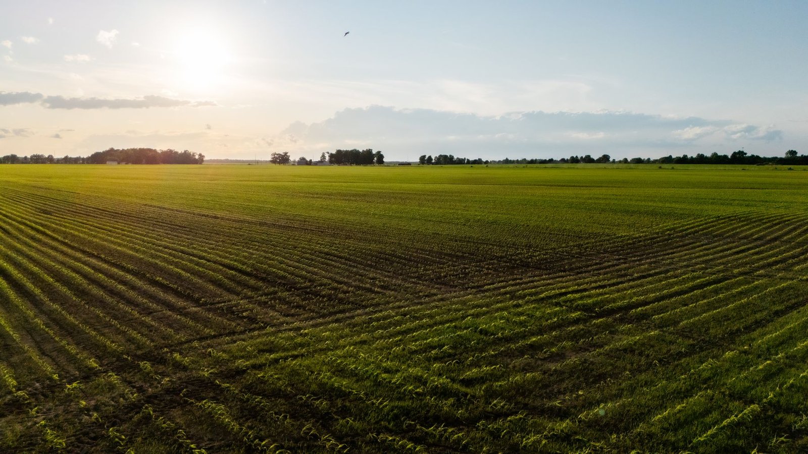 Turf field rows at sunrise