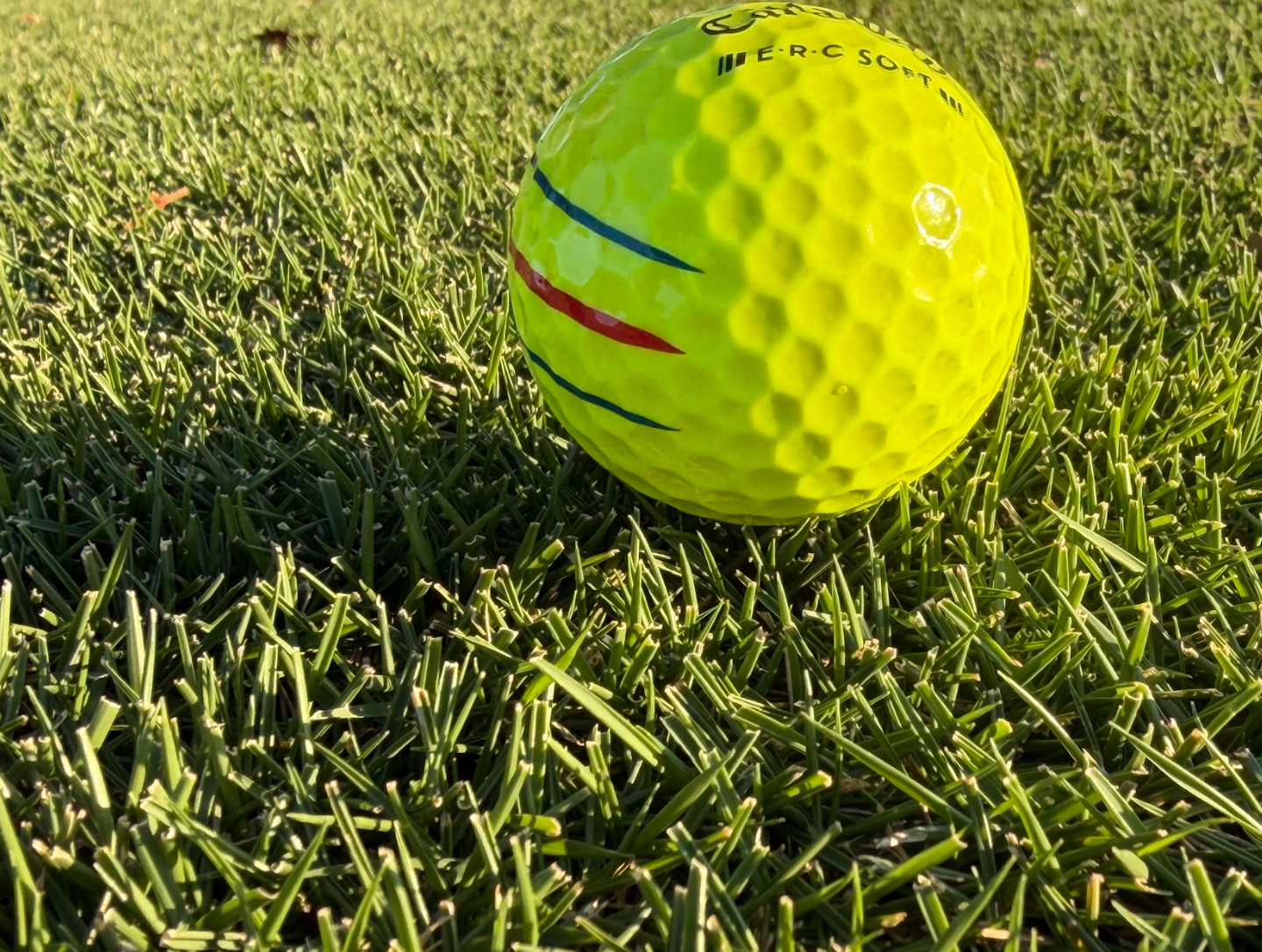 Golf ball resting on dense Stadium Zoysia