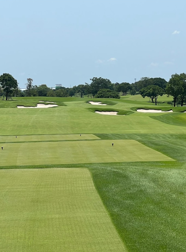 Golf course with Trinity Zoysia tees and fairway, bunkers and trees under a clear sky